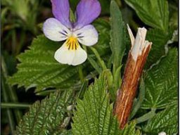 Viola-tricolore_ColdeJau_PO